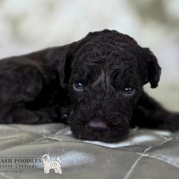 Poodle puppies from Anna-Ash Poodles