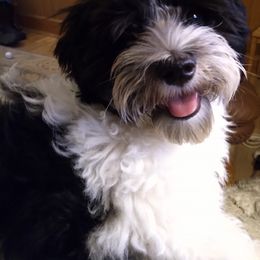 Havanese Puppies from Endearing Havanese
