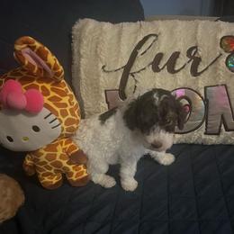 Benedict - Parti male Poodle puppy in Winter Haven, Florida from Herdez’s Poodles