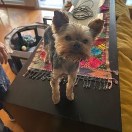 Sassy - Yorkshire Terrier