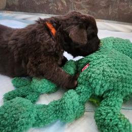 Newfoundland Puppies from Blitz E & E Newfoundlands