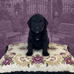 Lady Danbury - Black female Goldendoodle puppy in Moncks Corner, South Carolina from Sweetgrass Goldendoodles of Moncks Corner