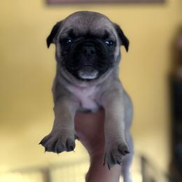 Orange Collar - Fawn male Pug puppy in Belmont, New Hampshire from Crazy Pugs Haven