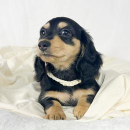 Salted Caramel Cream - Black and cream female Dachshund puppy in Sacramento, California from MiniDoxPups