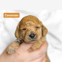 Poodle Puppies from Pawsable Prospects