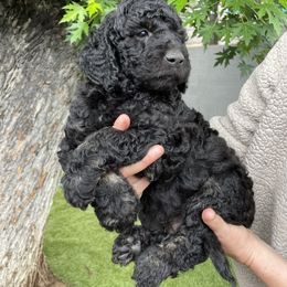 "Skunky" Goldendoodle Puppies from Simply Doodles Ojai