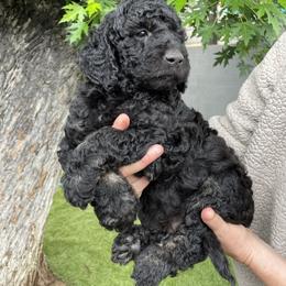 "Skunky" Goldendoodle Puppies from Simply Doodles Ojai
