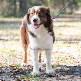 Amber - Red tri female Miniature Australian Shepherd puppy in Lacombe, Louisiana from Indigo River Aussies