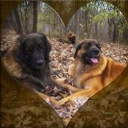 Leonberger All Grown Up from Ex Animo Leonbergers and WHD
