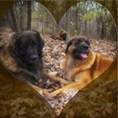 Leonberger All Grown Up from Ex Animo Leonbergers and WHD