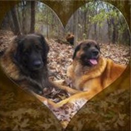 Leonberger All Grown Up from Ex Animo Leonbergers and WHD