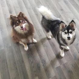 Pomskies from JC's Mitten Pomskies