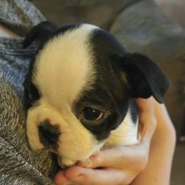 Boston Terriers from Spring Acre Bostons