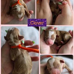 Clover - Red  female Goldendoodle puppy in Decatur, Tennessee from Diamond's Doodles
