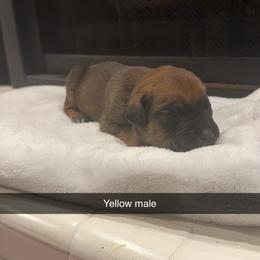 Yellow Collar Male - Fawn male Cane Corso puppy in Jasper, Alabama from C&M Cane Corso