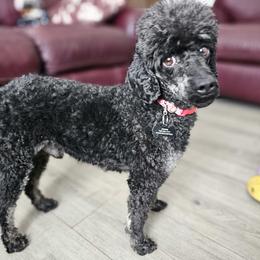 BENNIE-CKC FULL REGISTRATION - Phantom male Poodle puppy in Plainfield, New Jersey from Caris Paws Poodles and Labradoodles