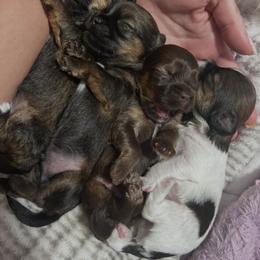 Shihpoo and Shih Tzu Puppies from Angel babies