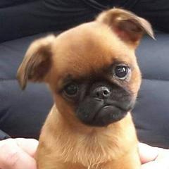 Brussels Griffons from Makimaki