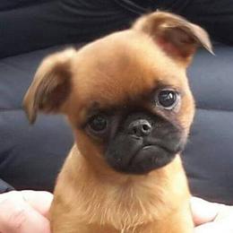 Brussels Griffons from Makimaki