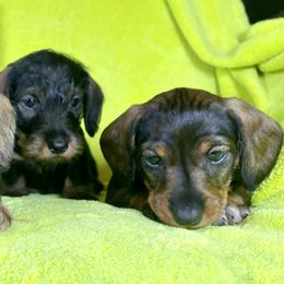 Dachshund Puppies from Shining A Lowriders & Co.