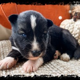 Werewolf - Agouti and white male Siberian Husky puppy in Union Grove, Alabama from Southern Siberian Life