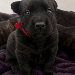 Girl 1 - Reverse Brindle - Brindle female Belgian Malinois puppy in Dallas, Texas from Kaizen von Ruach Malinois