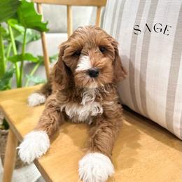 Sage - Apricot female Australian Labradoodle puppy in Palmdale, California from Heavenly Doodles