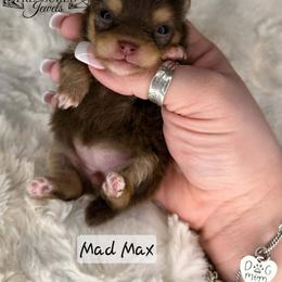 Pomeranian Puppies from Treasured Jewels Pomeranians