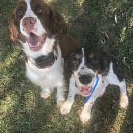 English Springer Spaniels from Double L Springers