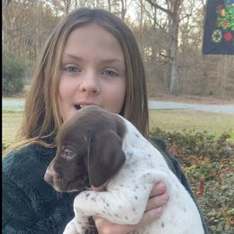 German Shorthaired Pointer Puppies from Fishing Creek GSP