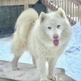 Bentley - Siberian Husky