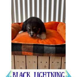 Black Lightning - Agouti and white male Alaskan Malamute puppy in Easton, Maryland from Stars Howl-O Kennels by FurEver Friends Inc