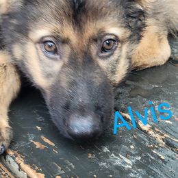 Boy 2 - Sable German Shepherd puppy in Crown Point, Indiana from Nordwolfe