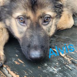 Boy 2 - Sable German Shepherd puppy in Crown Point, Indiana from Nordwolfe