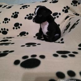 Simon - Brindle male Boxer puppy in Thompson, Pennsylvania from Moonlitboxers