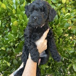 Hope - Black female Goldendoodle puppy in Atascadero, California from Daring to Dream Doodles