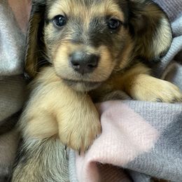Dachshund Puppies from Jantera Mini Longhair Dachshunds