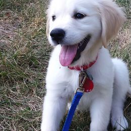 Golden Retrievers from Wonder Goldens