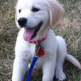 Golden Retrievers from Wonder Goldens