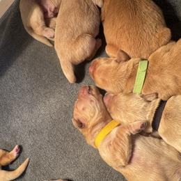 Golden Retriever Puppies from Pura Vida Golden Retrievers