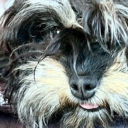 Cavapoos from Dottie's Doodles