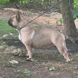 Zara - French Bulldog