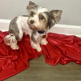 Nina - Biewer Terrier