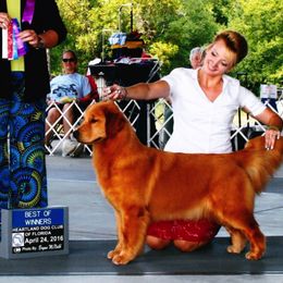 Golden Retriever All Grown Up from Suthern Gold Golden Retrievers