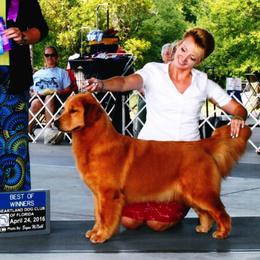 Golden Retriever All Grown Up from Suthern Gold Golden Retrievers