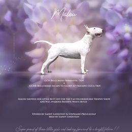 Malou - Miniature Bull Terrier