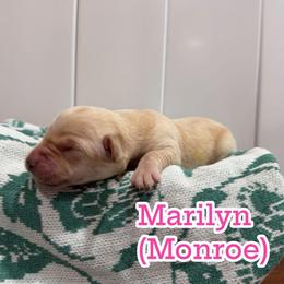 Marilyn - Yellow female Labrador Retriever puppy in Lucasville, Ohio from Backwoods Labradors
