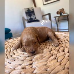 Girl 4 - Apricot female Goldendoodle puppy in Glendale, Arizona from Follow Your Bliss Doodles