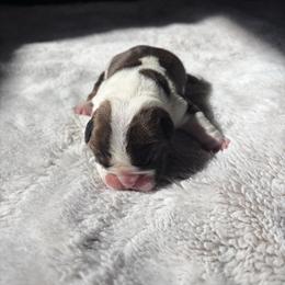 Romeo - Red and white male Bulldog puppy in Little Rock, Arkansas from Freeway Bulls