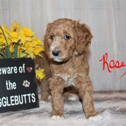 Labradoodle Puppies from Brock Farm Doodles